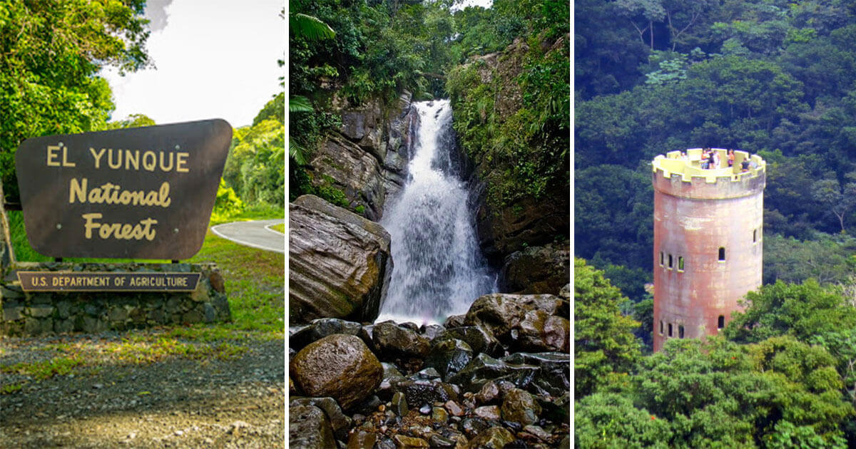 Yunque Rainforest Tours in Puerto Rico